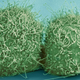 This undated microscope image made available by the National Center for Microscopy and Imaging Research shows just-divided HeLa cells. Until these cells came along, whenever human cells were put in a lab dish, they would die immediately or reproduce only a few times. Henrietta Lacks’ cells, by contrast, grew indefinitely.